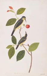 Grote Iora, uit Tekeningen van Vogels uit Malakka, ca. 1805-18